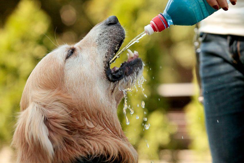 Pies pije wodę