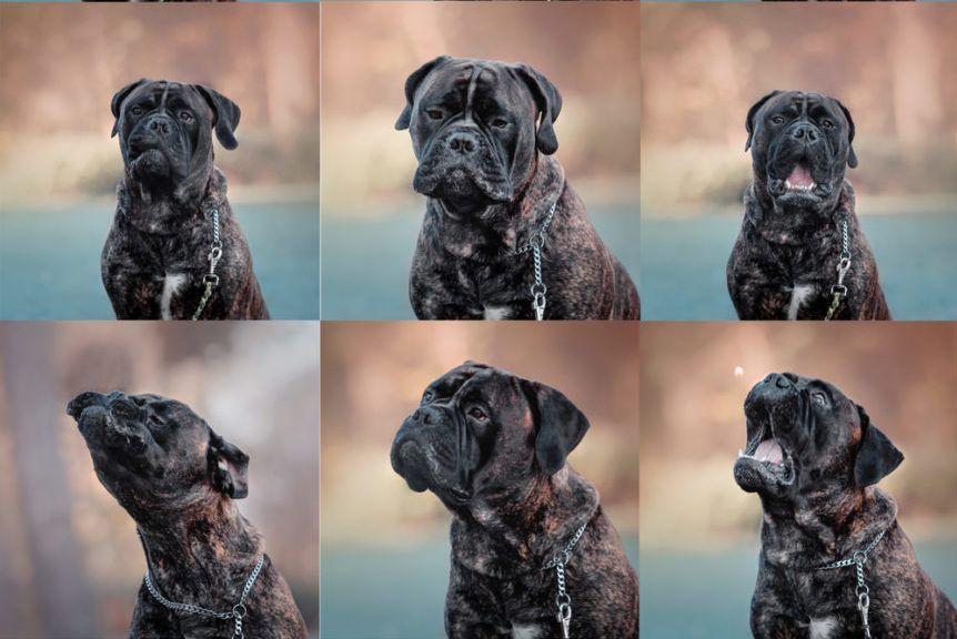 Kolaż zdjęć przedstawiających emocje psa
