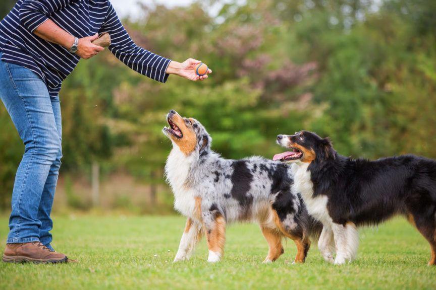 5 błędów szkoleniowych właścicieli psów