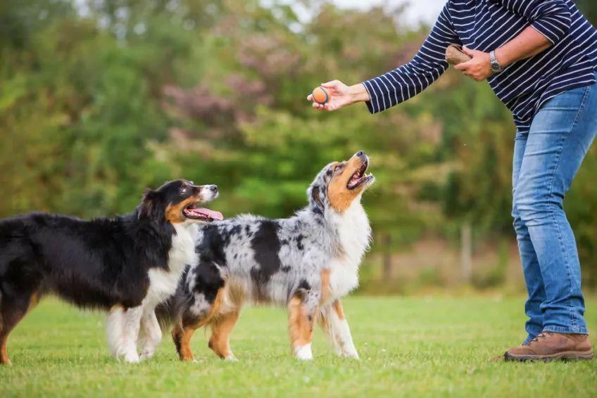 Kobieta trenuje dwa psy Owczarki australijskie