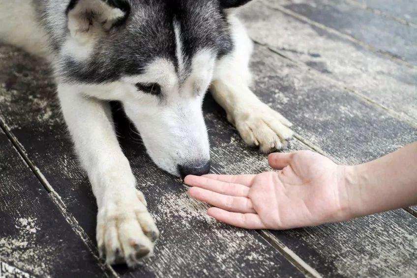 Pies wącha dłoń