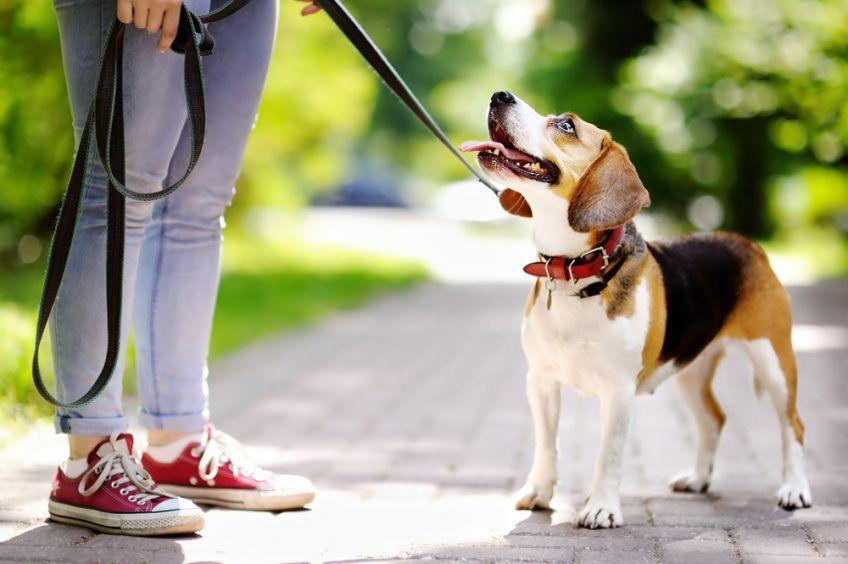 Beagle na spacerze