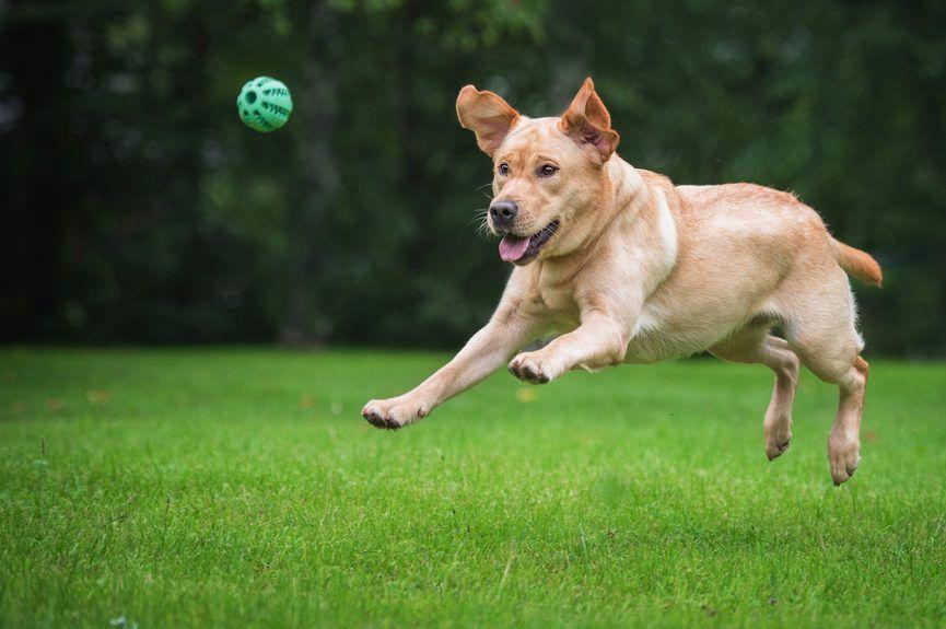 Labrador łapie piłkę
