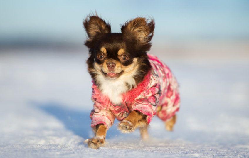 Chihuahua biegnie po śniegu
