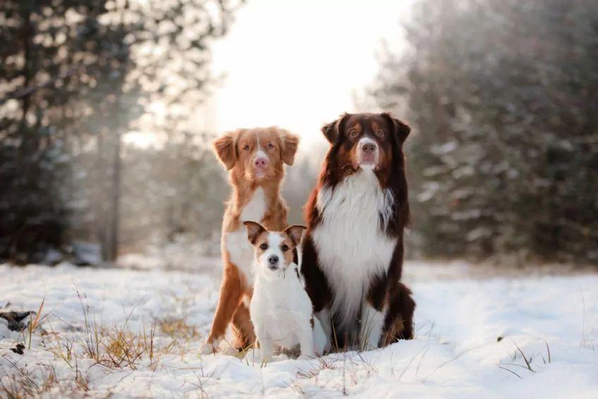 Trzy psy siedzą na śniegu i pozują do zdjęcia