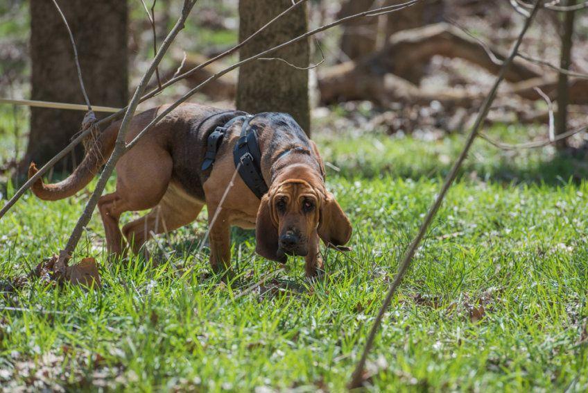Bloodhound tropi