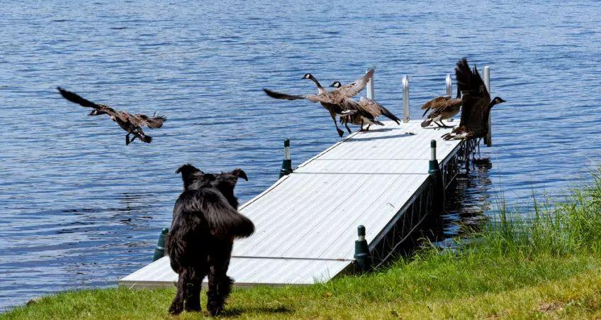 Pies biegnie na pomost, by złapać ptaki