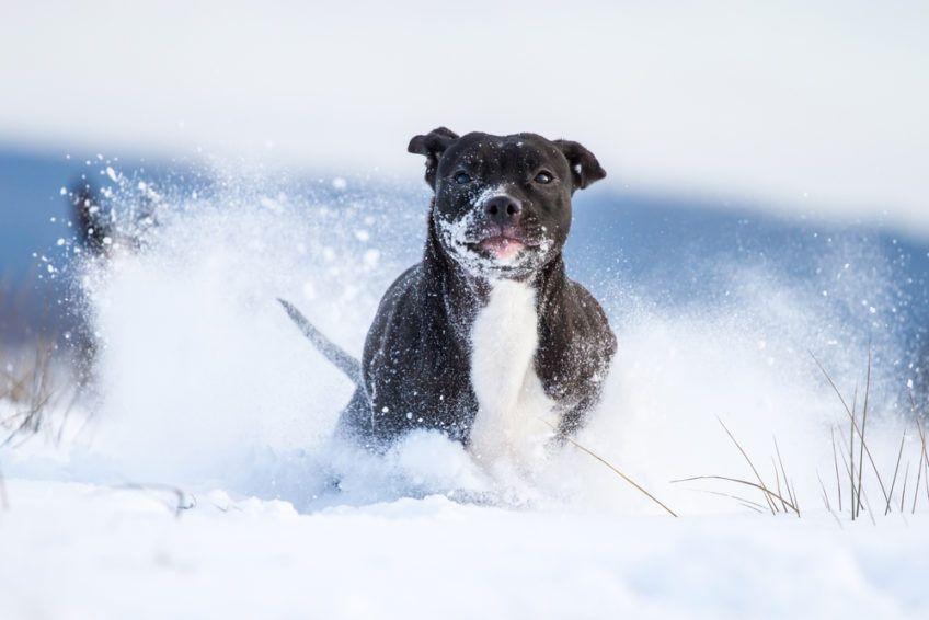 Pies biegnie po śniegu
