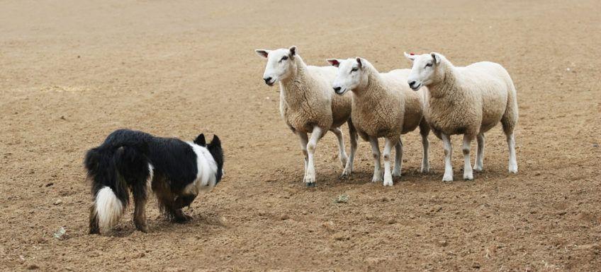 pies warczy na owce