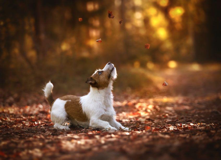 Jack russell terrier jesienią w parku 