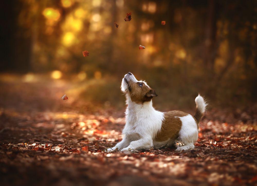 jack russell terrier bawi się w liściach