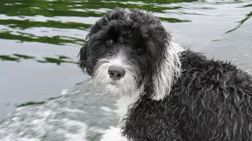 Portugalski pies dowodny