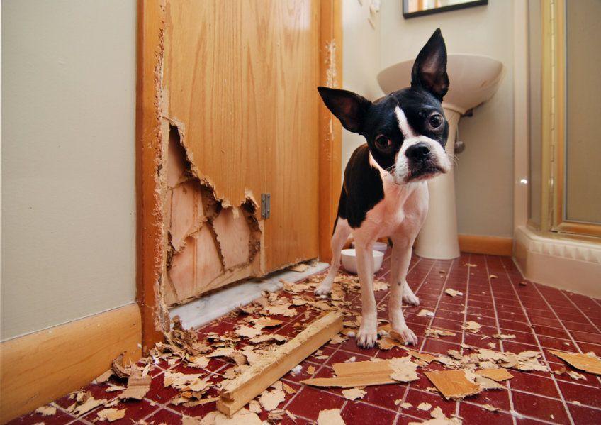 pies zniszczył drzwi