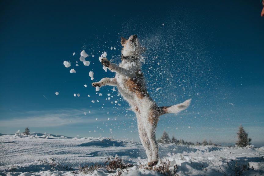 Zima i skaczący pies