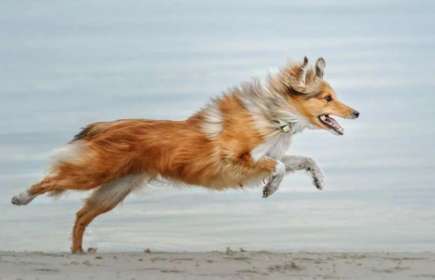 Owczarek szetlandzki biega na plaży 