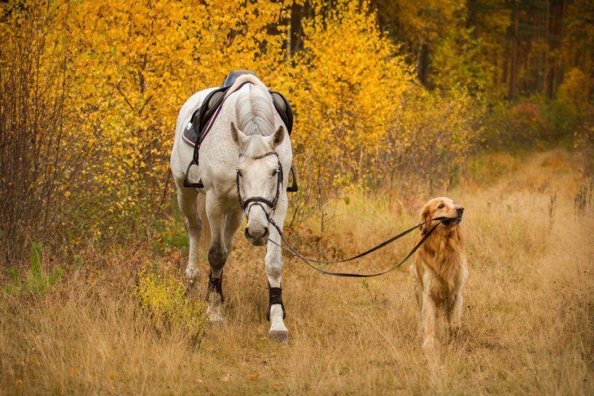 pies i koń
