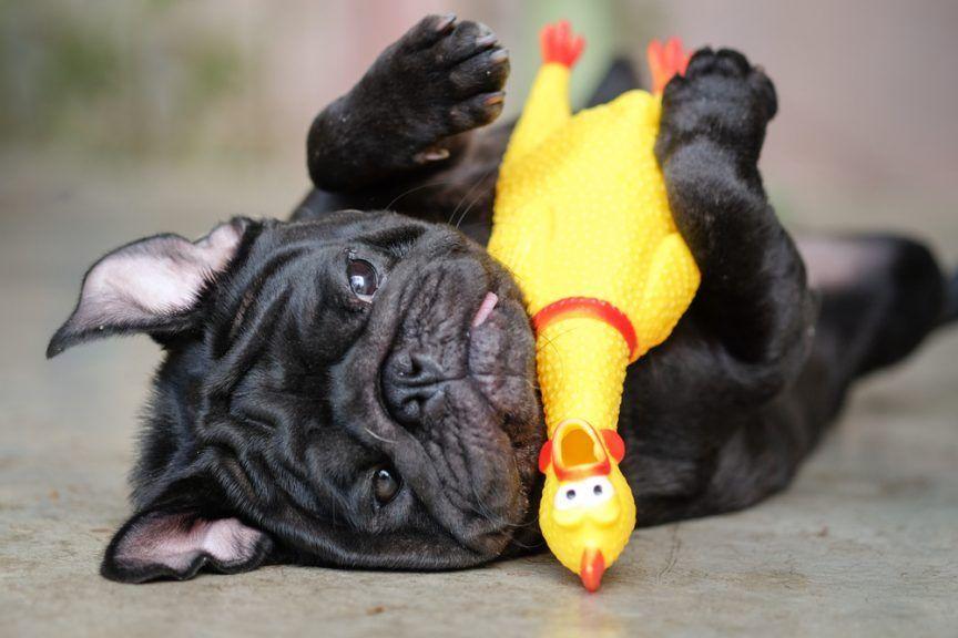 Pies bawi się piszczącym kurczakiem