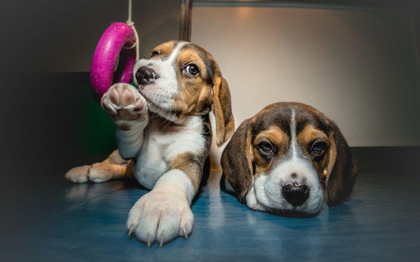 Dwa małe Beagle pozują do zdjęcia