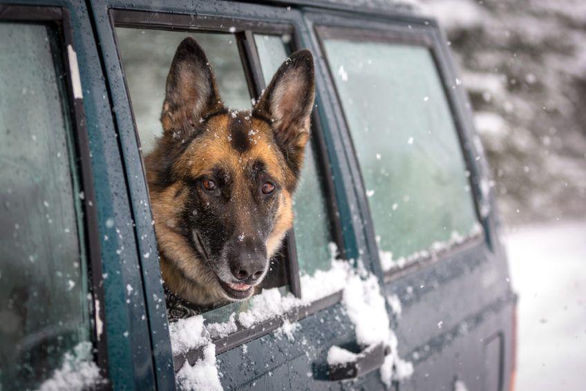 Pies w samochodzie podczas zimy