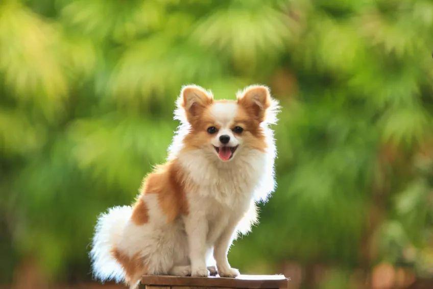 Chihuahua pozuje do zdjęcia na zielonym tle