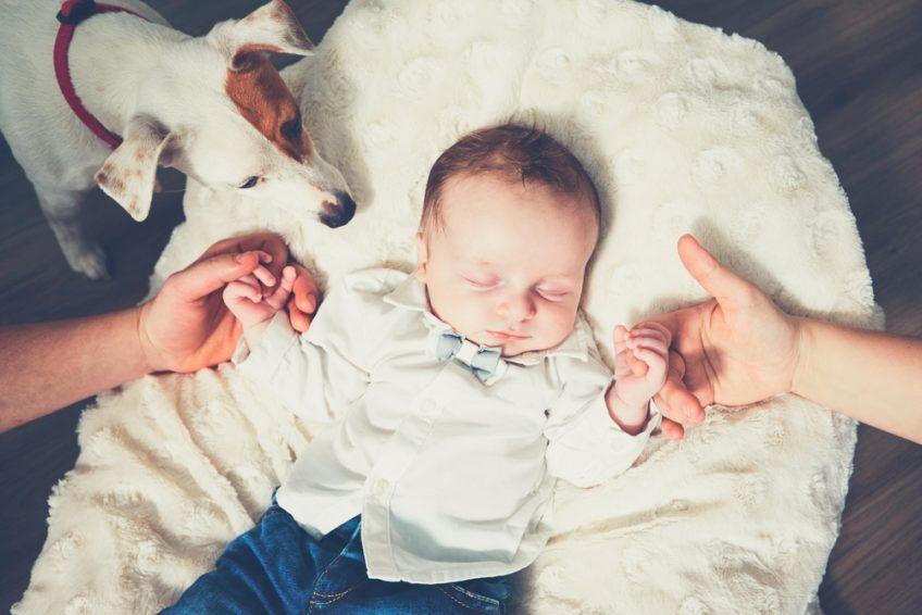 Pies przygląda się jak niemowlę śpi trzymając rodziców za dłonie