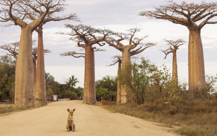 Madagaskar, samotny pies