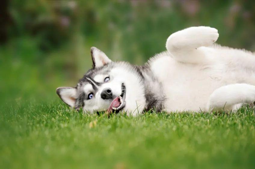 Husky leży na trawie