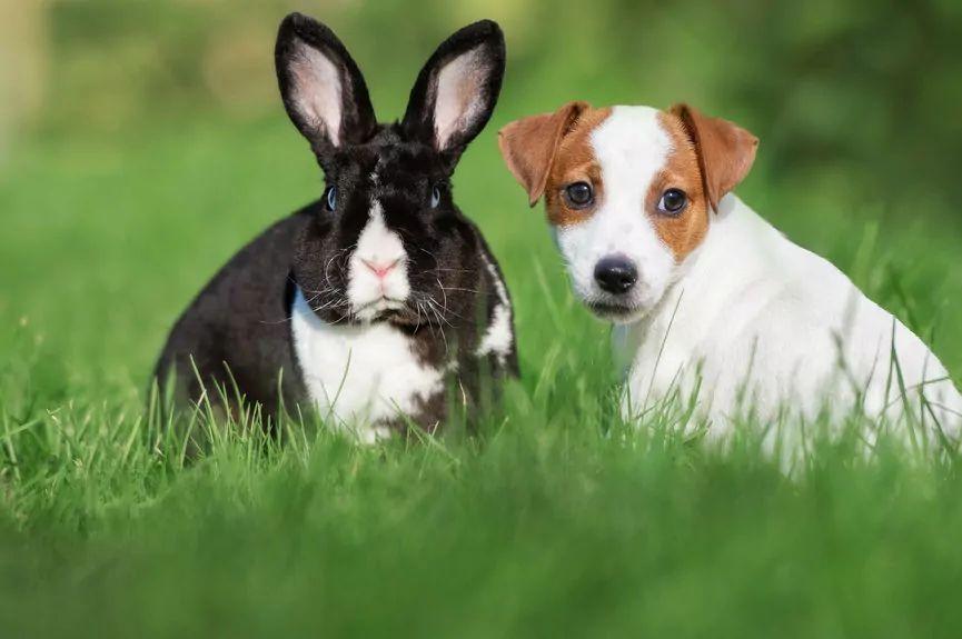 królik i pies