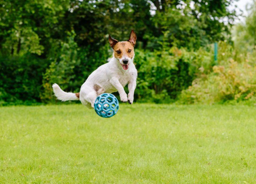 Ujęcie psa podczas zabawy w parku niebieską piłką