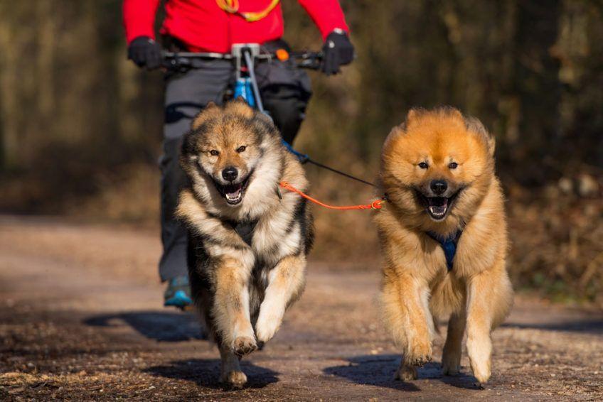 Dwa psy na uprzęży ciągną rower