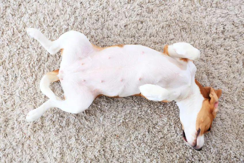 pies leży na dywanie