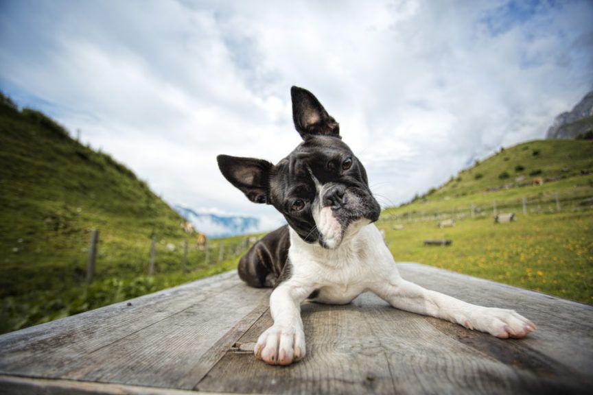 Austria, pies pozuje do zdjęcia na tle nieba