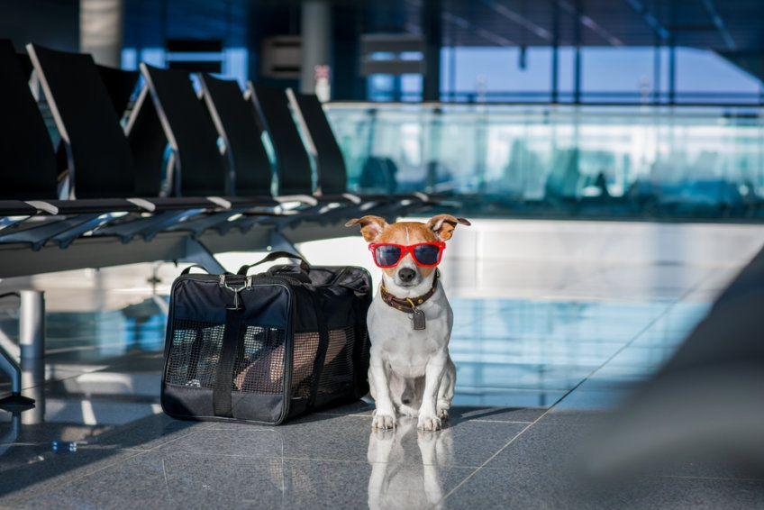 Pies na lotnisku