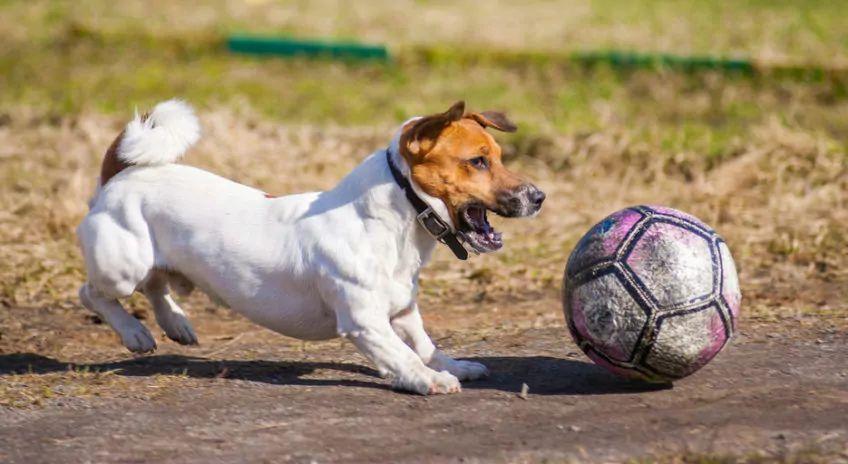 Pies bawi się na dworze piłką
