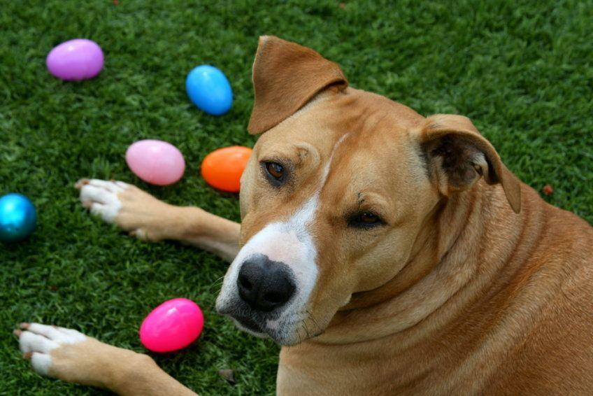 pies leży obok kolorowych jajek