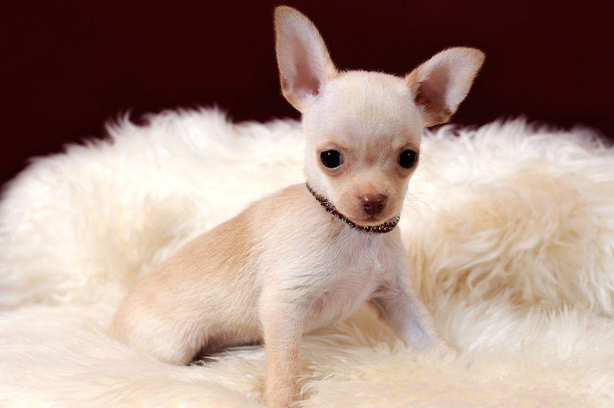 Chihuahua na dywanie