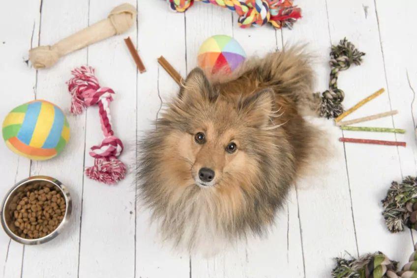 Pies pozuje z jedzeniem i zabawkami na tle drewnianej podłogi