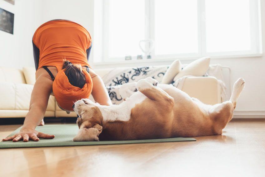 Pies leży obok pani, która uprawia jogę