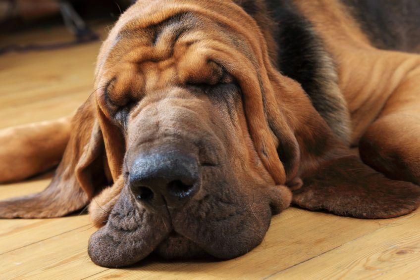 Bloodhound śpi w domu