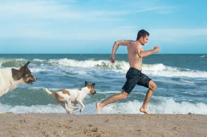 Dwa psy gonią mężczyznę nad brzegiem morza