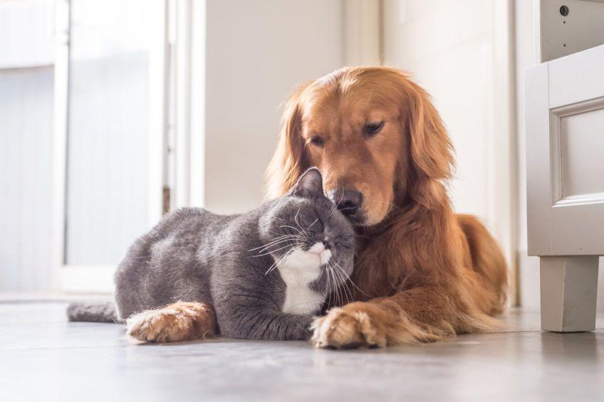Kot i pies przytulają się do siebie