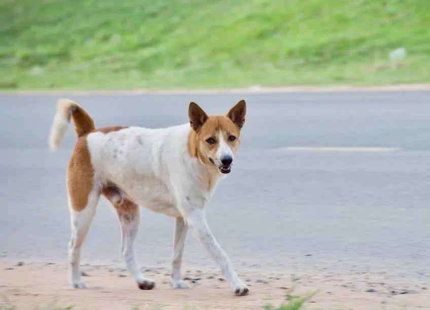 Brązowo-biały pies idzie obok drogi