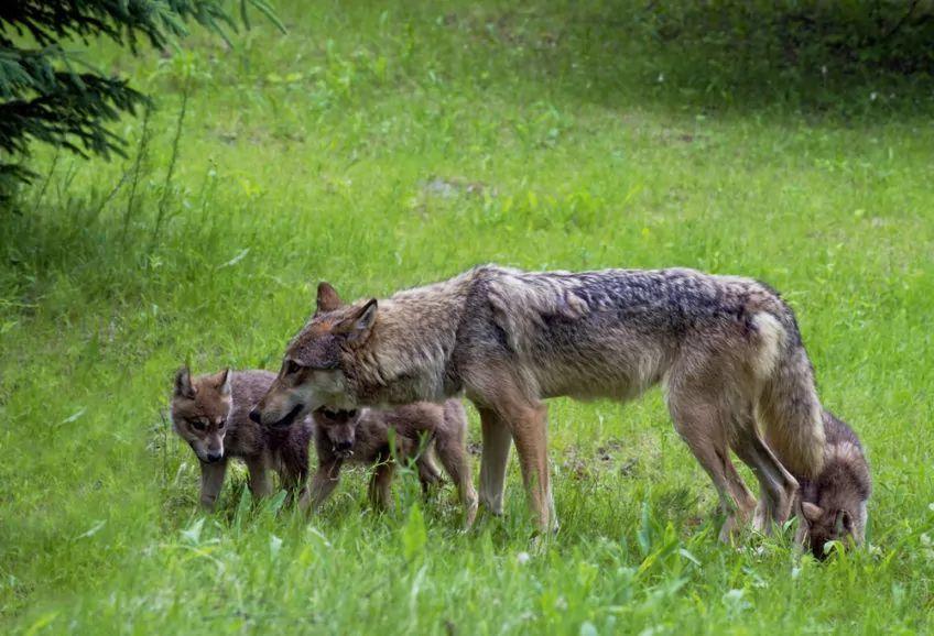 Mama kojot z młodymi