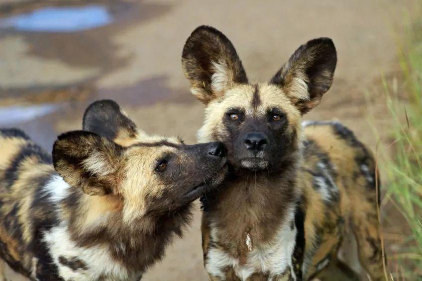 dwa dzikie afrykańskie psy