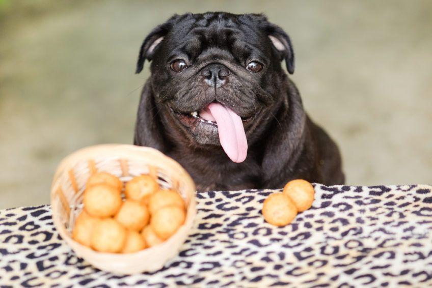 Pies siedzi przy stole, na którym znajdują się ziemniaki