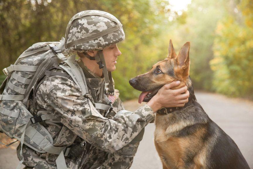 wojsko usypia psy