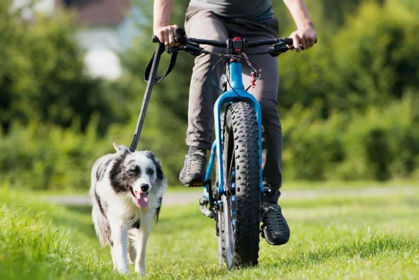 pies biegnie przy rowerze