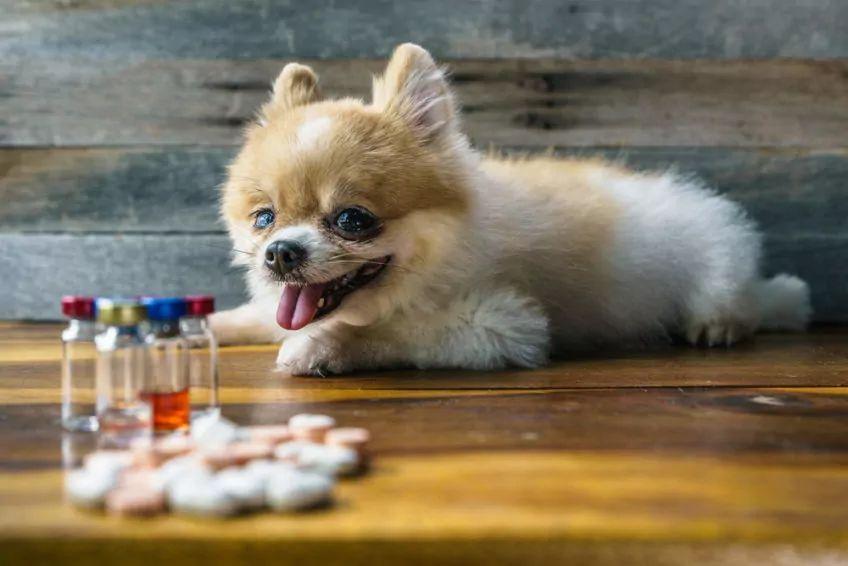 Chory Pomeranian leży z lekarstwami na drewnianej podłodze
