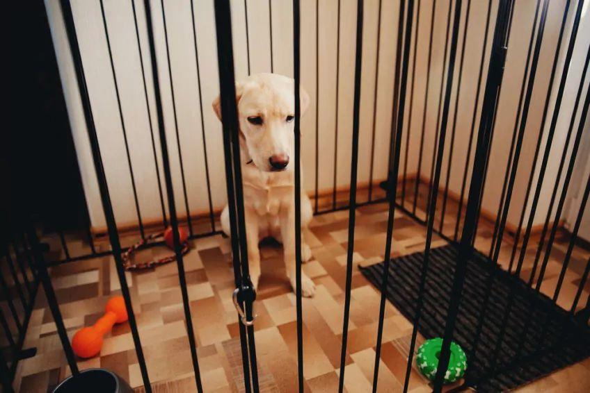 Pies siedzi w klatce