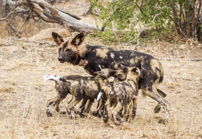 dziki pies afrykański karmi swoje młode